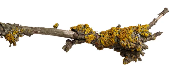 Ramo Madeira Seca Velha Coberto Com Líquen Amarelo Isolado Sobre — Fotografia de Stock