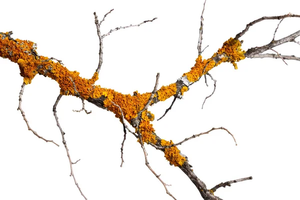 Ramo Madeira Seca Velha Coberto Com Líquen Amarelo Isolado Sobre — Fotografia de Stock