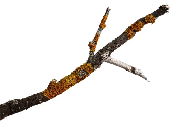 古い乾いた木の枝は黄色い地衣で覆われています 白い背景に隔離 — ストック写真