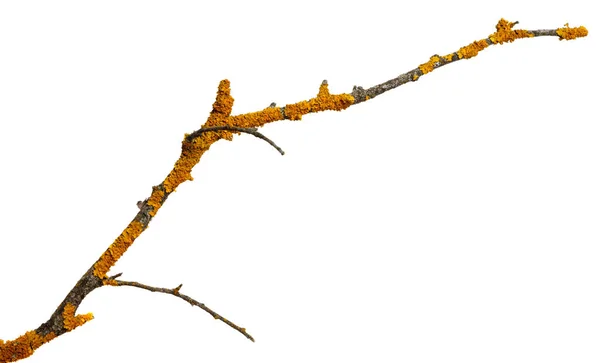 Ramo Madeira Seca Velha Coberto Com Líquen Amarelo Isolado Sobre — Fotografia de Stock