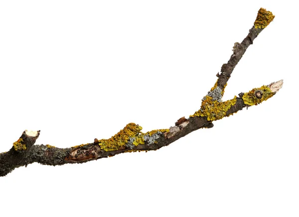 Ένα Κλαδί Παλιού Ξηρού Ξύλου Είναι Καλυμμένο Κίτρινες Λειχήνες Απομονωμένη — Φωτογραφία Αρχείου