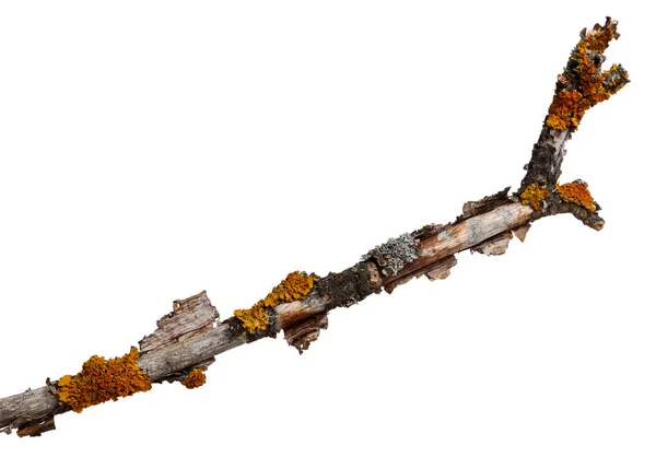 Ramo Vecchio Legno Secco Ricoperto Lichene Giallo Isolato Sfondo Bianco — Foto Stock