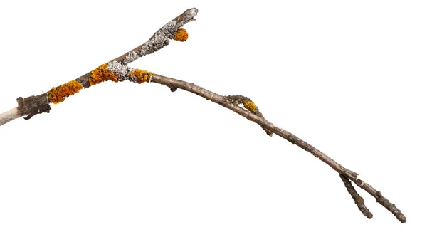 古い乾いた木の枝は黄色い地衣で覆われています 白い背景に隔離 — ストック写真