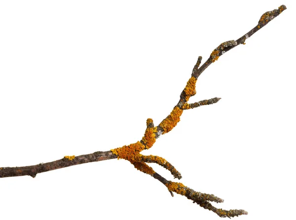 Ветка Старой Сухой Древесины Покрыта Желтым Лишайником Изолированный Белом Фоне — стоковое фото