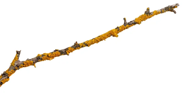 Ветка Старой Сухой Древесины Покрыта Желтым Лишайником Изолированный Белом Фоне — стоковое фото