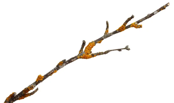 Větev Starého Suchého Dřeva Pokryta Žlutým Lišejníkem Izolováno Bílém Pozadí — Stock fotografie