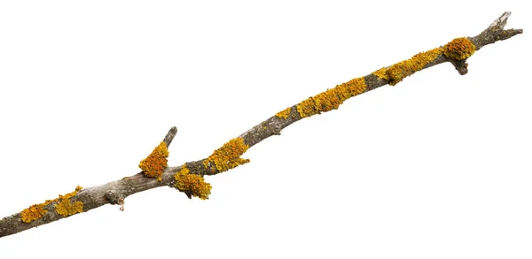 Ramo Madeira Seca Velha Coberto Com Líquen Amarelo Isolado Sobre — Fotografia de Stock