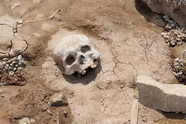 Human skull on the bank of a dried river