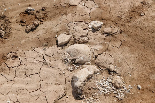 Human skull on the bank of a dried river