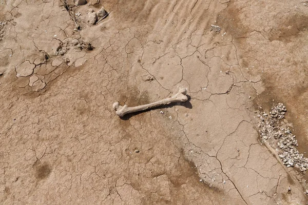 The femur of a man on the bank of a dried river