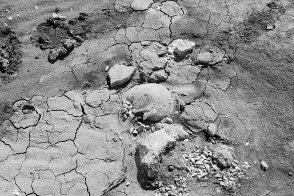 Human skull on the bank of a dried river monochrome