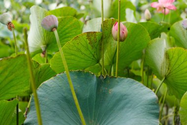 Doğal yaşam alanında, yapraklarının arka planına karşı naneli güzel nilüfer çiçekleri. Orta plan.