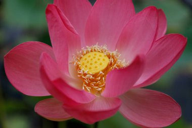 Yapraklarının arka planına karşı güzel çok büyük çekim Lotus çiçek, yakın çekim