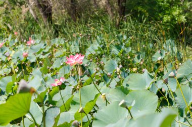 Küçük bir gölet, genel plan doğal yaşam basılan ile güzel nilüfer çiçekleri