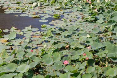 Küçük bir gölet, genel plan doğal yaşam basılan ile güzel nilüfer çiçekleri