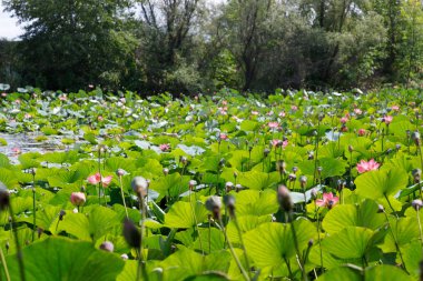 Küçük bir gölet, genel plan doğal yaşam basılan ile güzel nilüfer çiçekleri