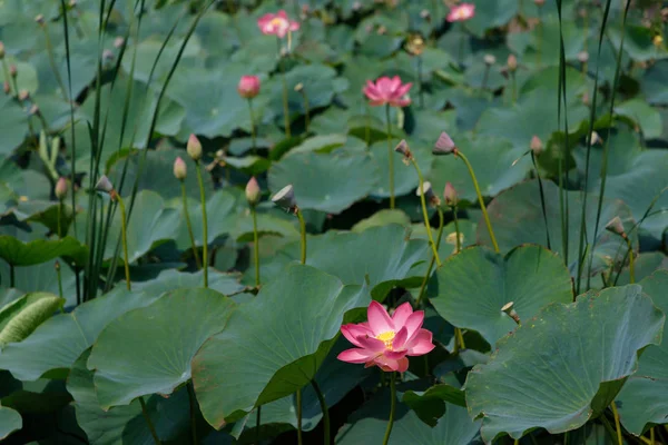 Lindas Flores Lótus Com Hortelã Seu Habitat Natural Fundo Suas Fotografia De Stock