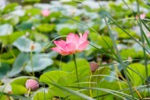 Картина, постер, плакат, фотообои "beautiful lotus flowers with minted in its natural habitat, against the background of its leaves. medium plan.", артикул 299905506