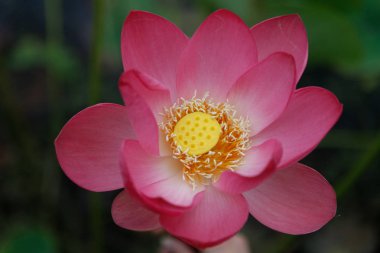 Bir Lotus çiçek güzel çok büyük çekim, görünür yaprakları, pistil, stamens, yakın çekim