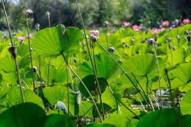 Küçük bir gölet, genel plan doğal yaşam basılan ile güzel nilüfer çiçekleri