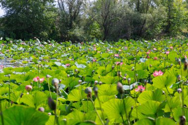 Küçük bir gölet, genel plan doğal yaşam basılan ile güzel nilüfer çiçekleri
