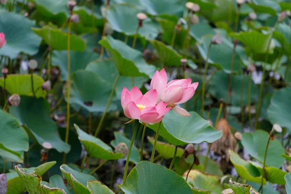 Красиві Квіти Лотоса Карбуванням Природному Середовищі Проживання Тлі Його Листя — стокове фото