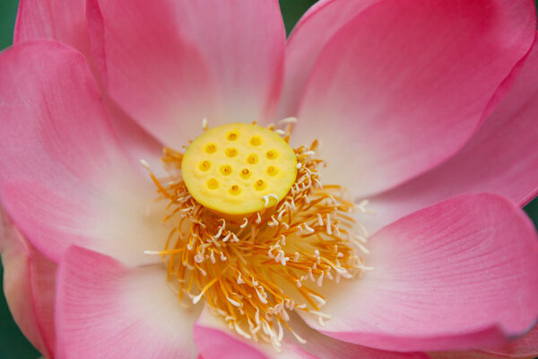 Beautiful very large shot of a Lotus flower, visible petals, pistil, stamens, close-up