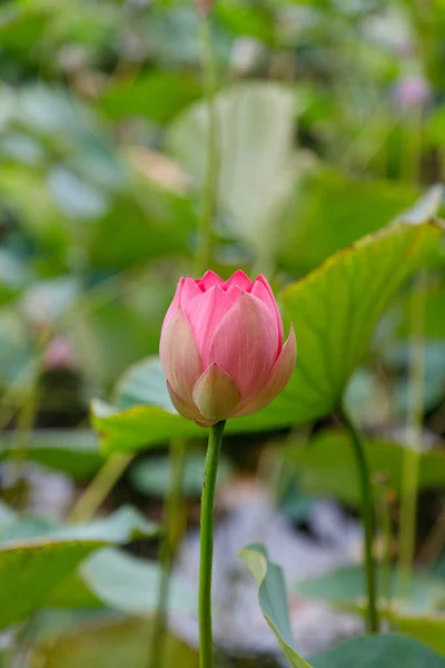 Açılmamış Bir Nilüfer Çiçeğinin Güzel Tomurcuk Yaprakların Bir Arka Plan — Stok fotoğraf