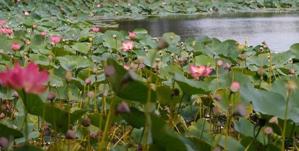 Wunderschöne Lotusblumen Mit Minze Ihrem Natürlichen Lebensraum Einem Kleinen Teich — Stockfoto