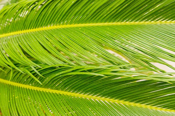 Sago palmiye yapraklarının (Cycas revoluta) yakın plan, parlak yeşil yapraklar