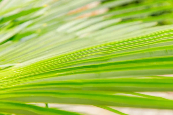 Красивий Яскраво Зелений Лист Вентиляторної Долоні Крупним Планом Фокус Центрі — стокове фото
