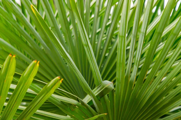 Belas Folhas Verdes Vibrantes Uma Palmeira Torcedor Fecham Fotografia De Stock