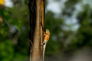 kuru odun, kopya alanı çubuğa Tay iguana kadar kapalı