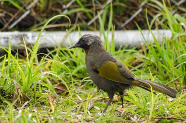 Malaya Laughingthrush brid çimenlerin üzerinde yürüyüş Tayland