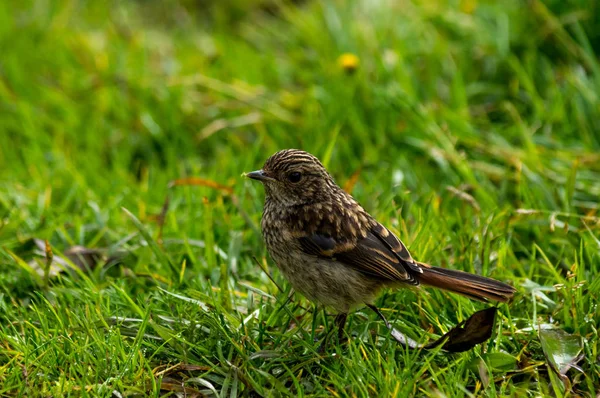 Small Brown Bird Stands Grass Forest — Stock Photo, Image