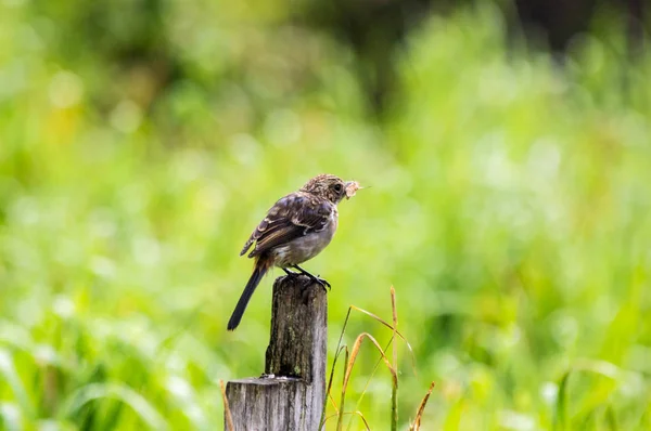 Small Brown Bird Stands Stump Eating Meal — Stock Photo, Image