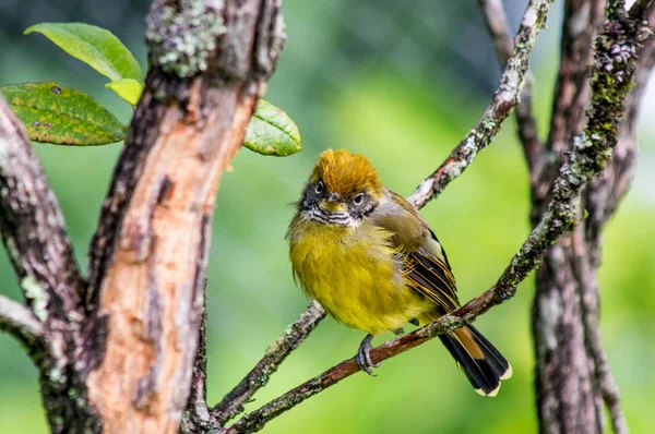 A small yellow bird stands on a branch.