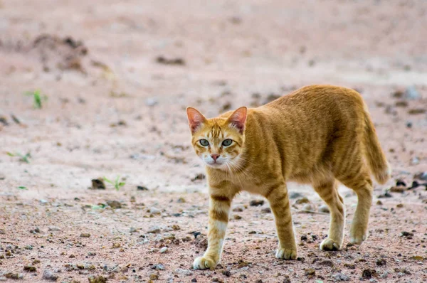 Gato Dourado Chão Pedra Olhando Para Câmera — Fotografia de Stock