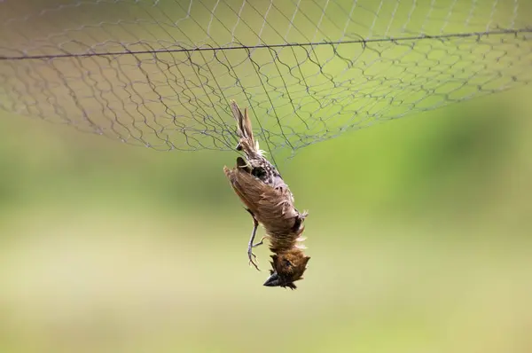 Πουλιά Είναι Ξηρά Νεκρά Ματιών Στο Δίχτυ — Φωτογραφία Αρχείου