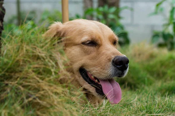 芝生の犬はちょうど頭を参照してください — ストック写真