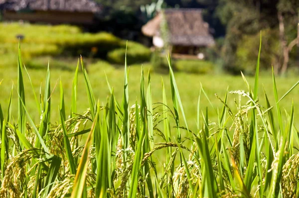 Geschlossene Reispflanzen Mit Goldenen Körnern Hintergrund Der Natur — Stockfoto