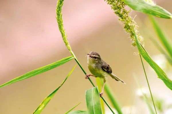 지점과 공간에 잔디에 Tailorbird — 스톡 사진