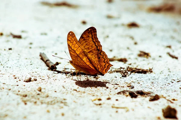 One Orange Butterfly White Ground — Stock Photo, Image