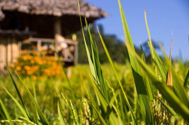 Pirinç yaprakları arka odak bulanık bir kulübe olduğunu