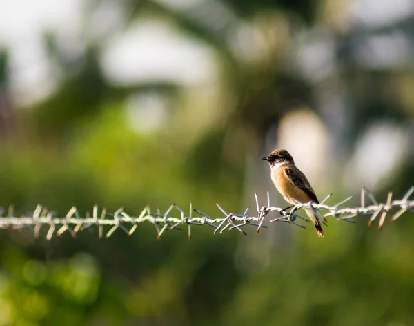 Bird Sitting Alone Barbed Wire Fence — Stock Photo, Image