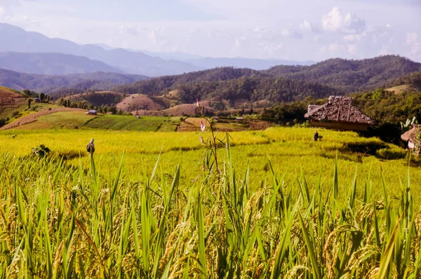 Plantes Riz Fermées Avec Grains Fond Dans Nature Champ Terrasses — Photo