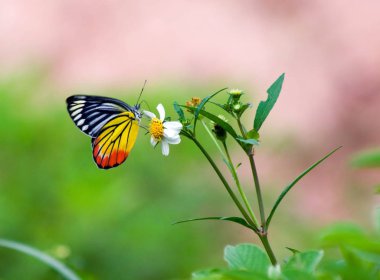 Beyaz çiçek ve yeşil çevre arka plan, kapalı, kopya alanı kelebek