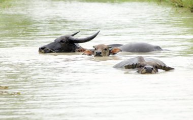 Vahşi bufalo bir su birikintisi içinde buffalo yüzünü kapatmak
