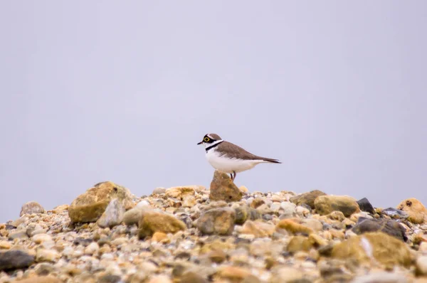 Kis Lile Egyedül Rock Természetes Állapotának Másolása Tér Charadrius Dubius — Stock Fotó