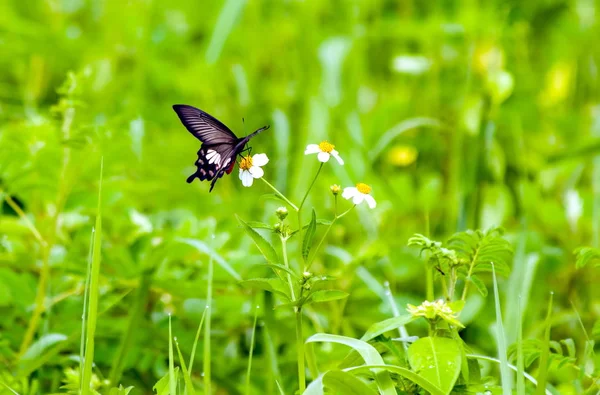 Πεταλούδα Που Τρέφονται Ένα Άσπρο Λουλούδι Έντονο Πράσινο Φόντο — Φωτογραφία Αρχείου